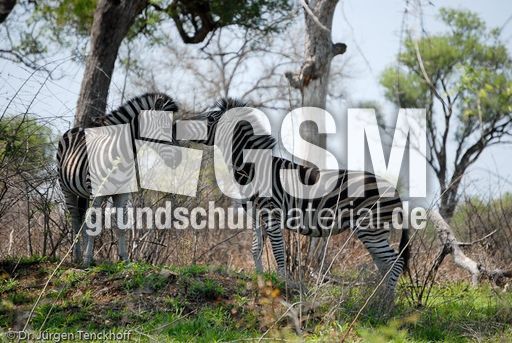 Zebra (1 von 28).jpg